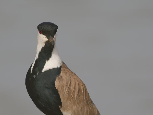 <h3><a href="/trips/gambia/biota/animalia/chordata/aves/024 charadriiformes/009 charadriidae/vanellus spinosus/vanellus spinosus-nl.html">Vanellus&nbsp;spinosus</a> / Spur‑winged&nbsp;lapwing / Sporenkievit</h3>OM-1 Mark II met OLYMPUS M.150-400mm F4.5 TC, 1/2000 sec  bij F5.6, ISO 400, afstand 12.1&nbsp;m